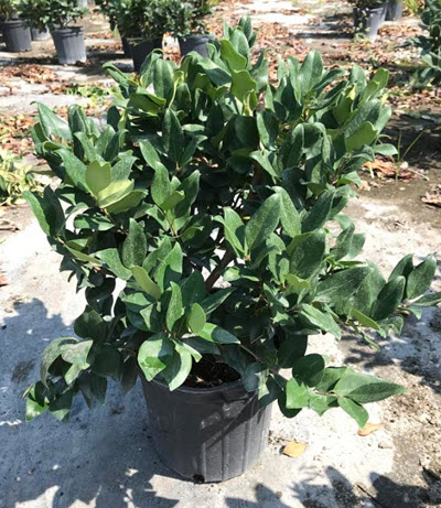 Lucidum Ligustrum